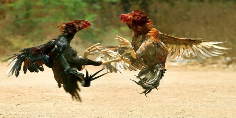 đá gà EE88 Kinh nghiệm từ cộng đồng người chơi đá gà EE88