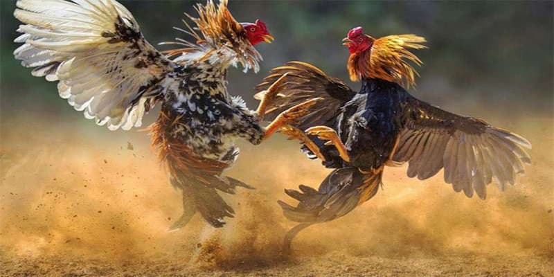 đá gà EE88 Tại sao đá gà EE88 trở thành lựa chọn hàng đầu?